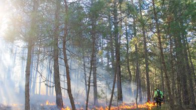 Les scientifiques tirent la sonnette d’alarme sur l’état des forêts terrestres