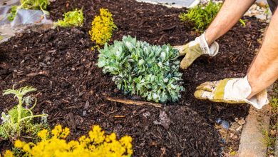 Cette astuce de jardinage doit être réalisée avant les premières gelées