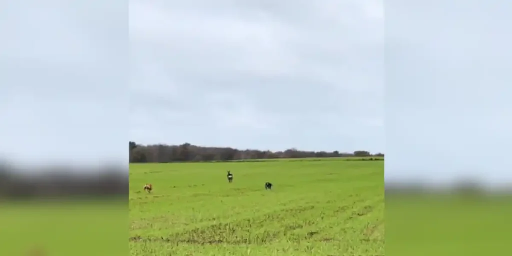 (Vidéo) L’importance de tenir son chien en laisse lorsqu’il n’a pas de rappel – Chasse Passion