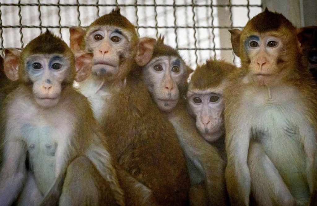 Une quarantaine de singes s’échappent d’un laboratoire, un seul a pu être capturé