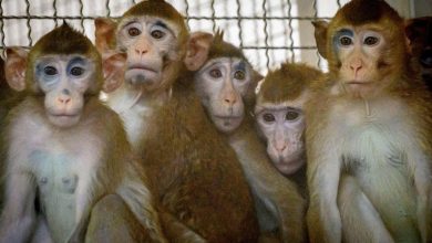 Une quarantaine de singes s’échappent d’un laboratoire, un seul a pu être capturé