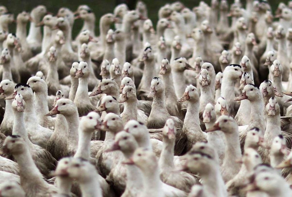 Landes : un élevage de canards à Saint-Étienne-d’Orthe touché par la grippe aviaire – Sud Ouest