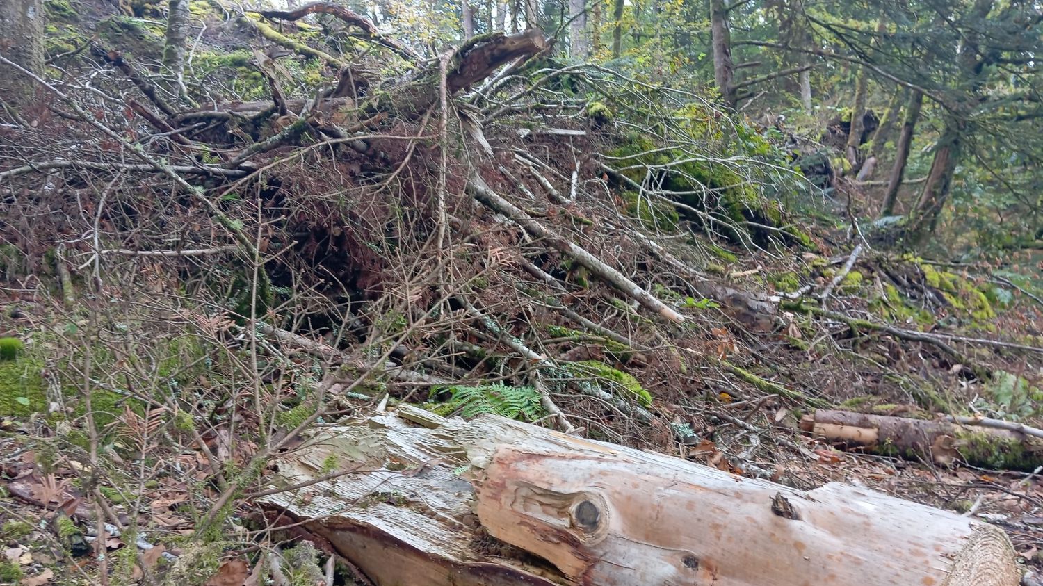 en Bretagne, un an après la tempête Ciaran, la nature renaît