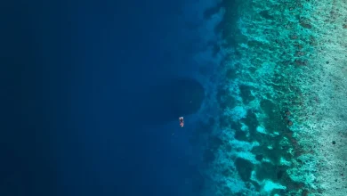 Créature récemment découverte de la taille de deux terrains de basket photographiée sous l’eau