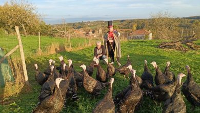 Foire aux Dindes de Varaignes : à cause de la grippe aviaire, il n’y aura qu’une seule dinde derrière le plexiglas ! – Charente gratuite