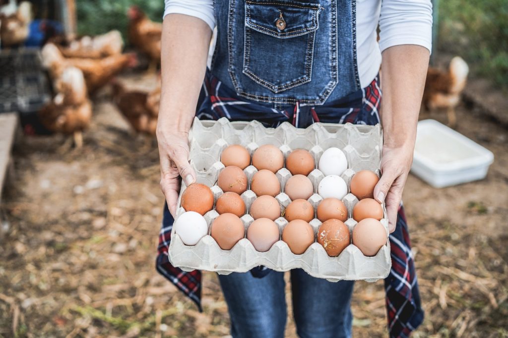 Ne mangez pas les œufs de vos poules si vous habitez ici