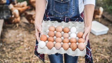 Ne mangez pas les œufs de vos poules si vous habitez ici