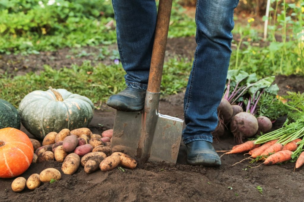 Vous devez effectuer ces tâches de jardinage en novembre