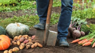 Vous devez effectuer ces tâches de jardinage en novembre