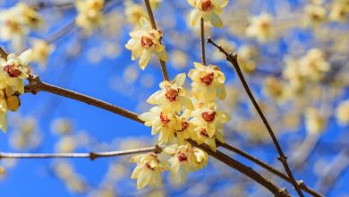 Jardin : chimonanthe, une surprise hivernale