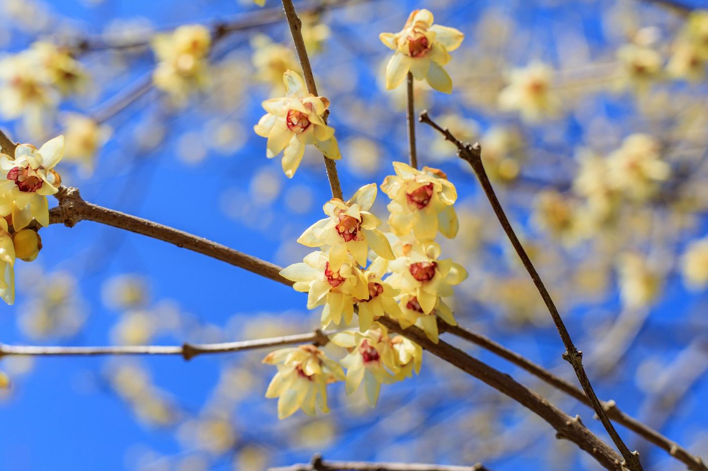 Jardin : chimonanthe, une surprise hivernale