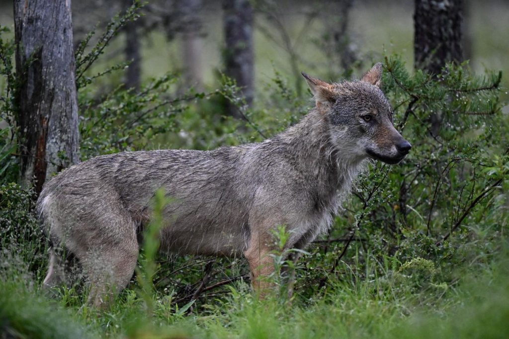 L’Europe tente de protéger les loups