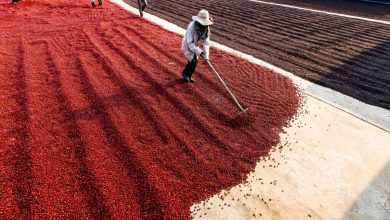 Vietnam : Renforcer l’assurance climatique pour les petits producteurs de café