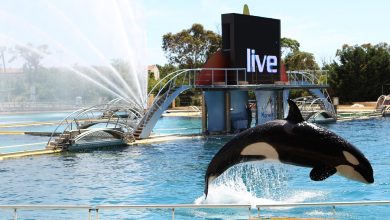 Le Marineland d’Antibes prévoit une « fermeture définitive » le 5 janvier en raison d’une loi interdisant les spectacles de cétacés