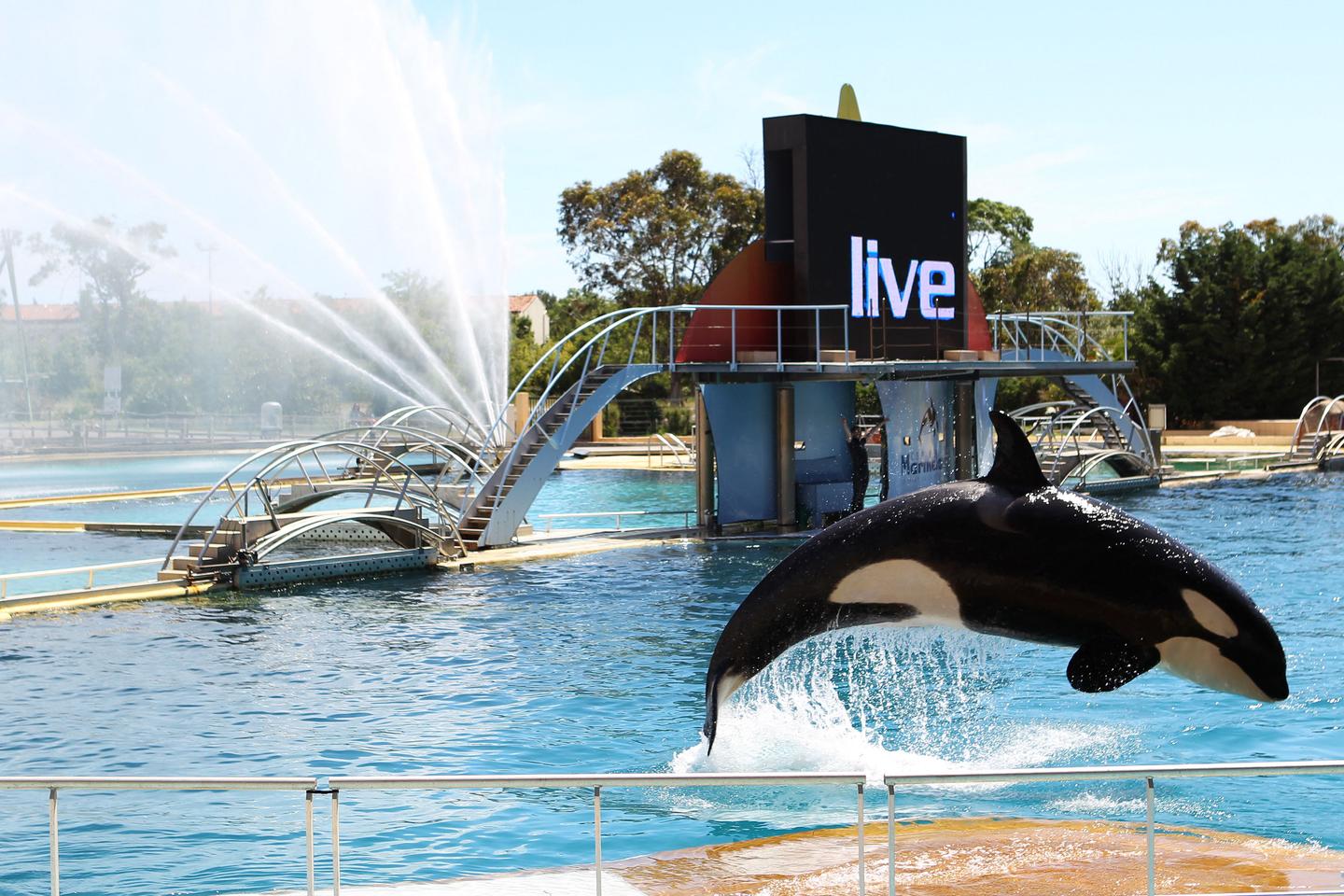 Le Marineland d’Antibes prévoit une « fermeture définitive » le 5 janvier en raison d’une loi interdisant les spectacles de cétacés