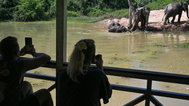 Les éléphants du Laos sont-ils condamnés ?