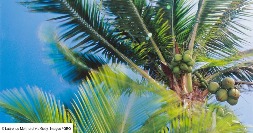 Encombrant héritage de la colonisation, les cocotiers posent de sérieux problèmes aux atolls du Pacifique