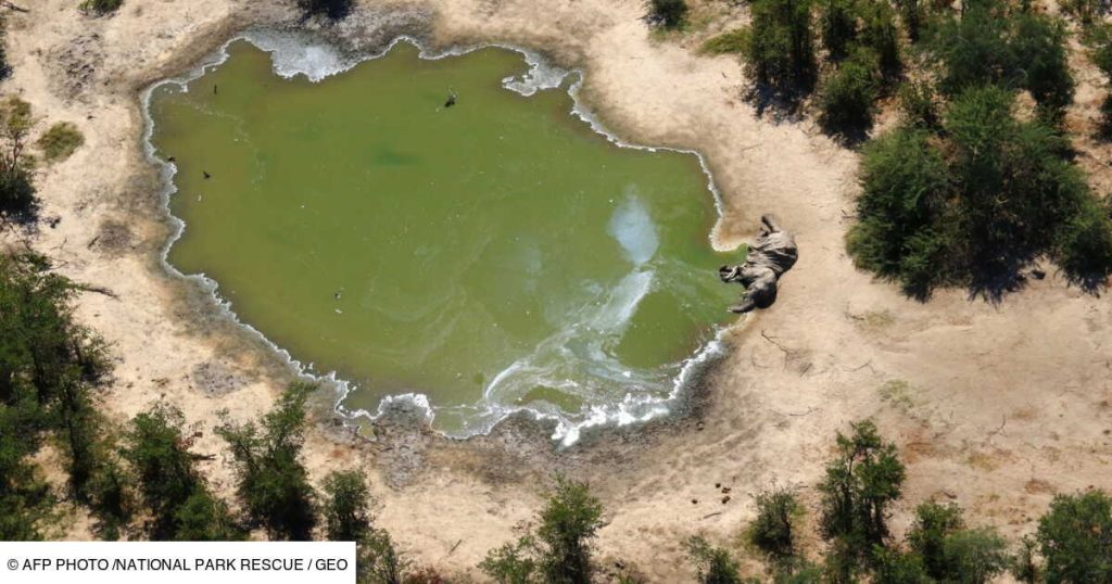 Le chiffre de GEO : 350 éléphants tués par une mystérieuse eau toxique au Botswana