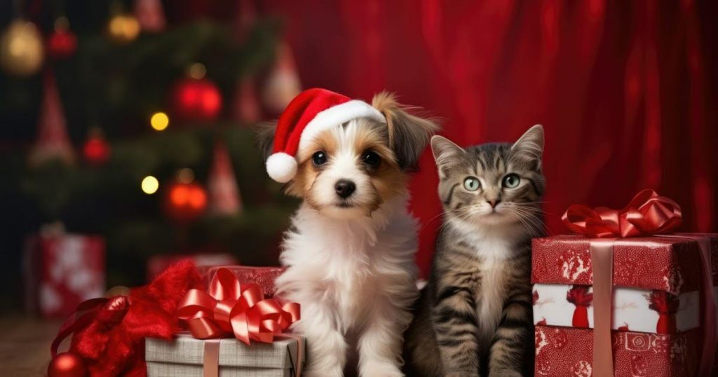 Conseils animaux. Pourquoi adopter un animal à Noël n’est pas une bonne idée