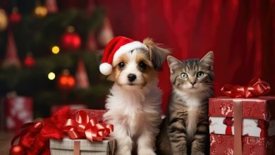 Conseils animaux. Pourquoi adopter un animal à Noël n’est pas une bonne idée